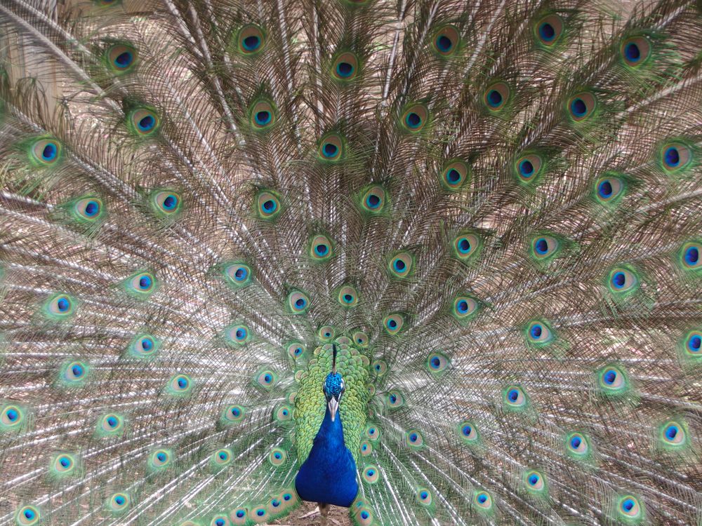 03_12_2014_peacock.jpg