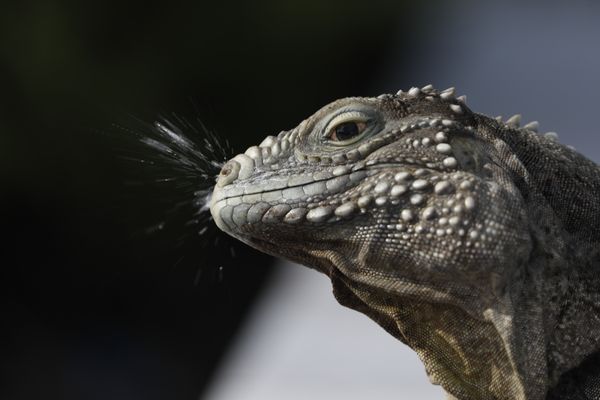 Nature's Fragility: The Sneeze of a Silent Survivor thumbnail