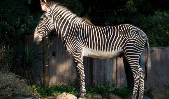 12-year-old Grevy's zebra Moyo at the Smithsonian's National Zoo in Washington, D.C.