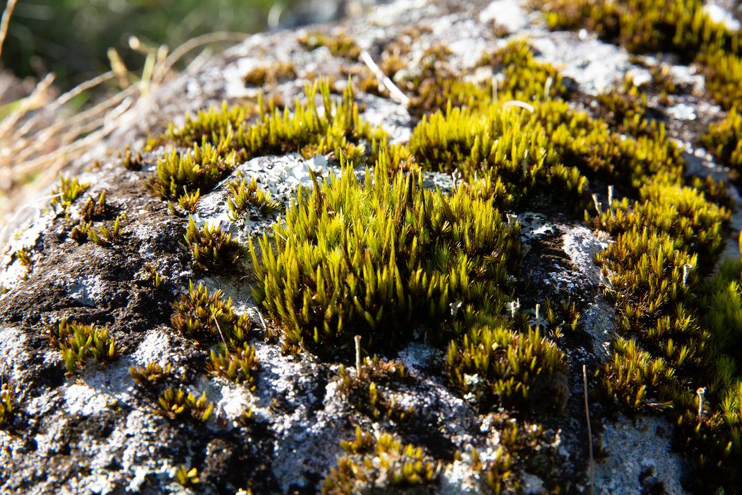 Bryophytes don't have roots, so they can grow on almost any surface.