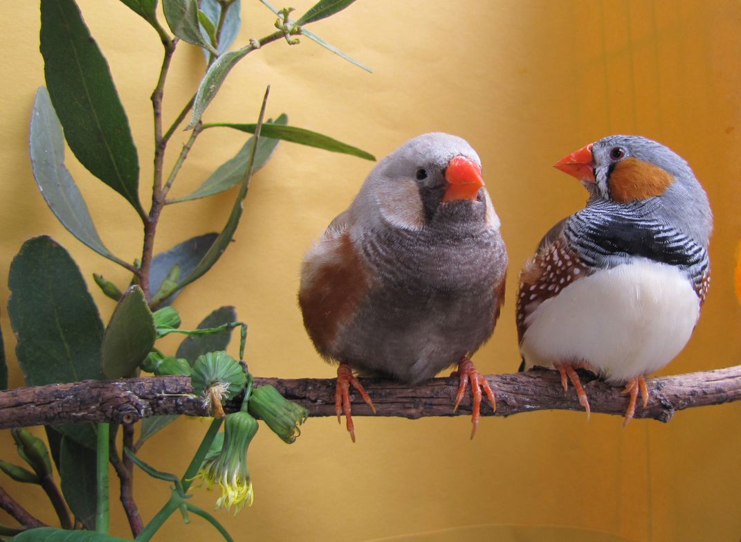 Zebra Finches Dream a Little Dream of Melody