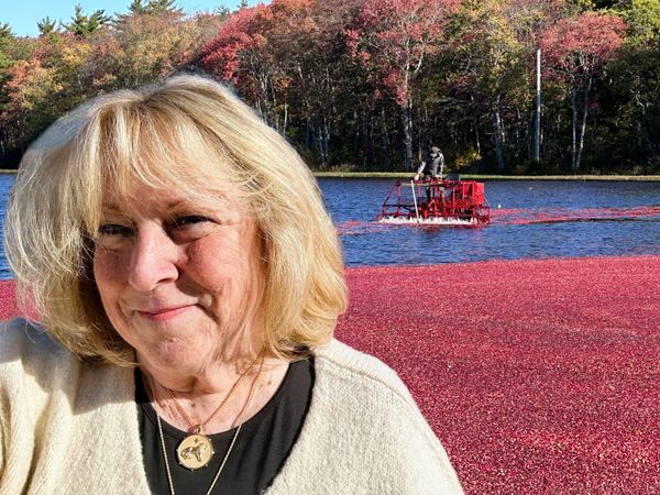 A magical cranberry harvest thumbnail