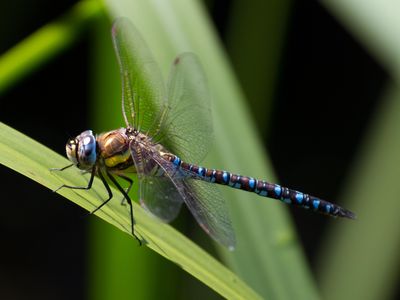 If only artificial dragonflies had the staying power of real ones.