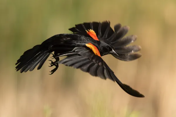 Flying Red-Winged Black Bird thumbnail