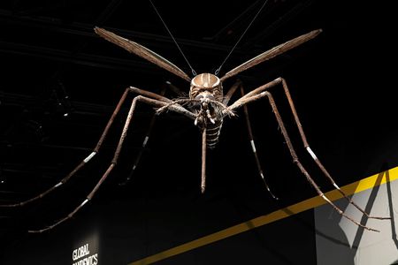 A giant replica of the Aedes mosquito, a known vector for the disease yellow fever, has been waiting for visitors to return the National Museum of Natural History’s “Outbreak: Epidemics in a Connected World” exhibit. (James Di Loreto, Smithsonian)