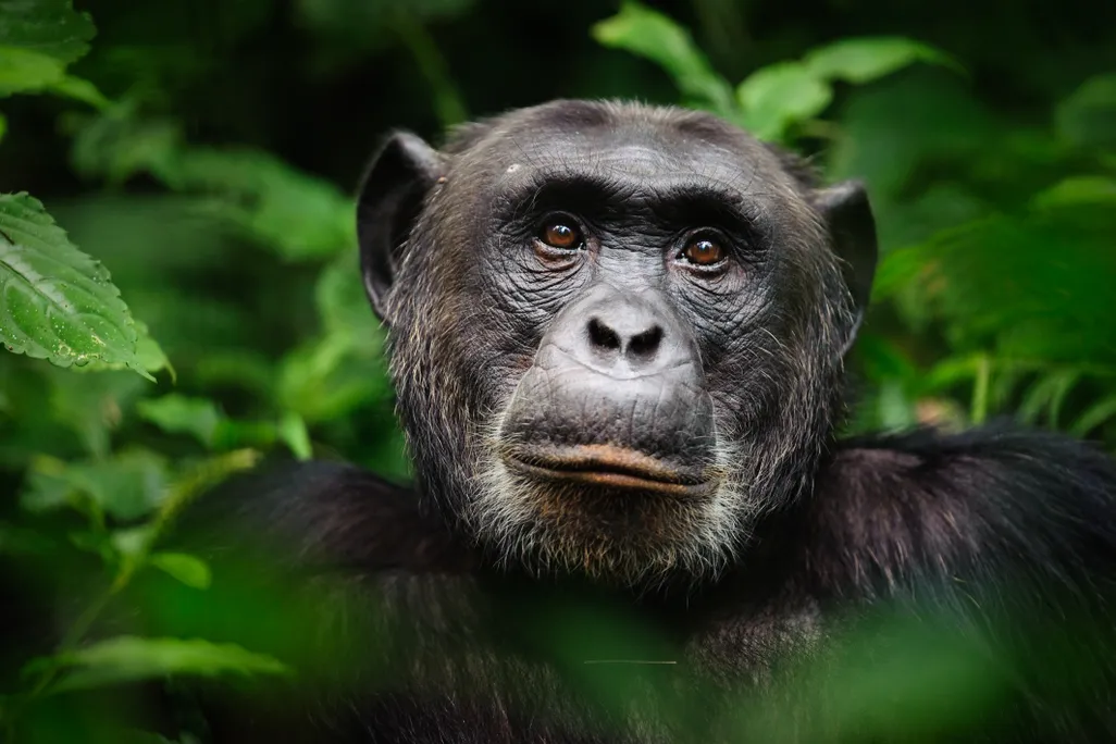 The dark face of a chimpanzee against a green backdrop of leaves