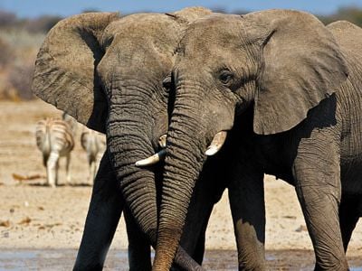 Elephants at Etosha National Park