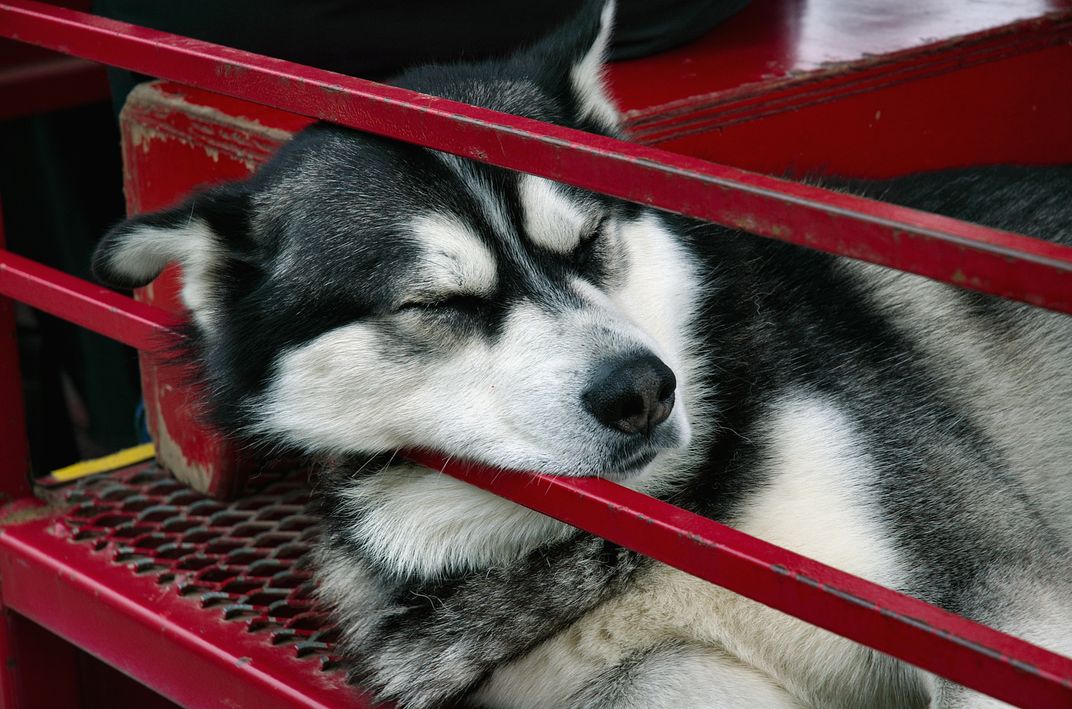 Sleeping husky