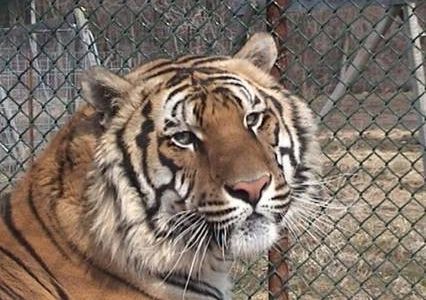 Ming at Noah's Lost Ark, Inc., a non-profit exotic animal sanctuary in Ohio.


