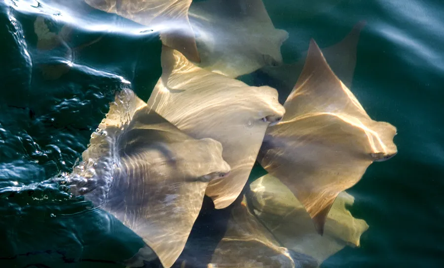 Cownose Rays