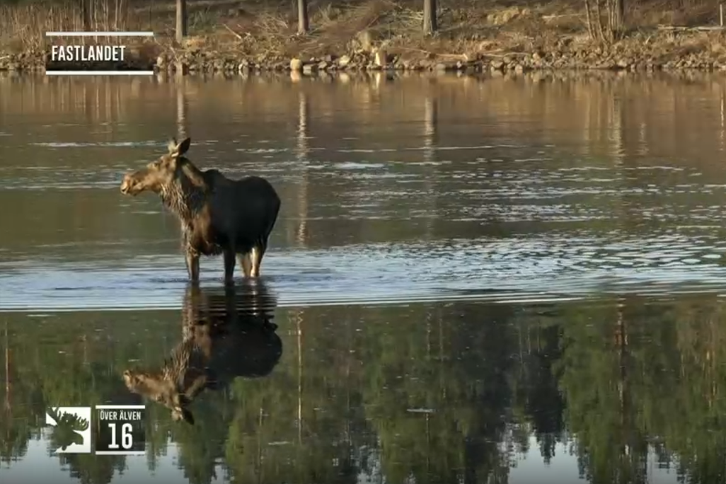 Moose standing in river