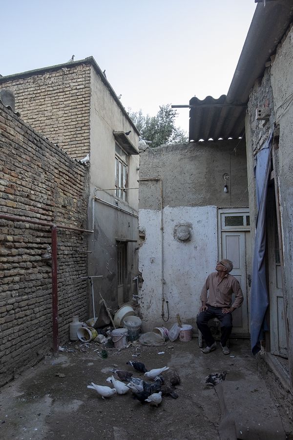 Pigeon fancier thumbnail