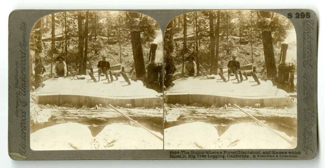 Loggers with felled trees