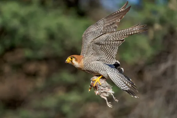 Falcon RN with dove thumbnail