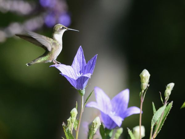 Hummingbird balancing on a balloon flower thumbnail