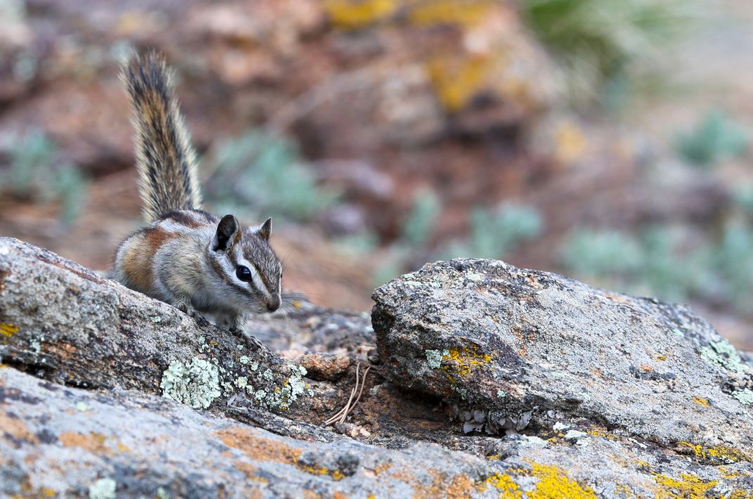chipmunks