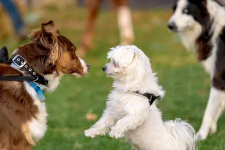 Dogs, like humans, use mimicry to enhance social bonds.