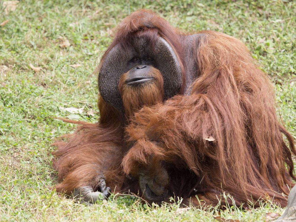 orangutan_chantek_ZA_8810.jpg