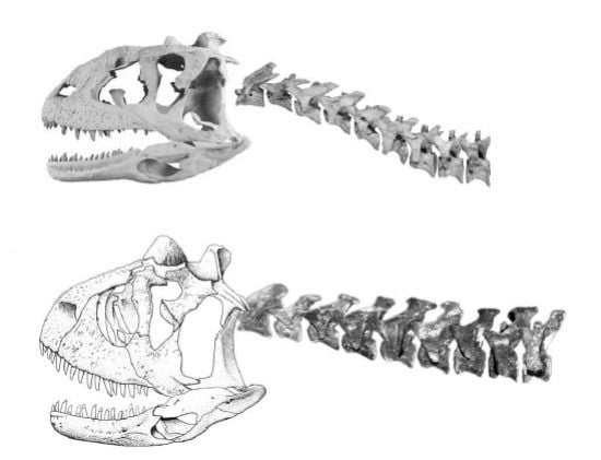The skulls and necks of Majungasaurus (top) and Carnotaurus (bottom) compared.
