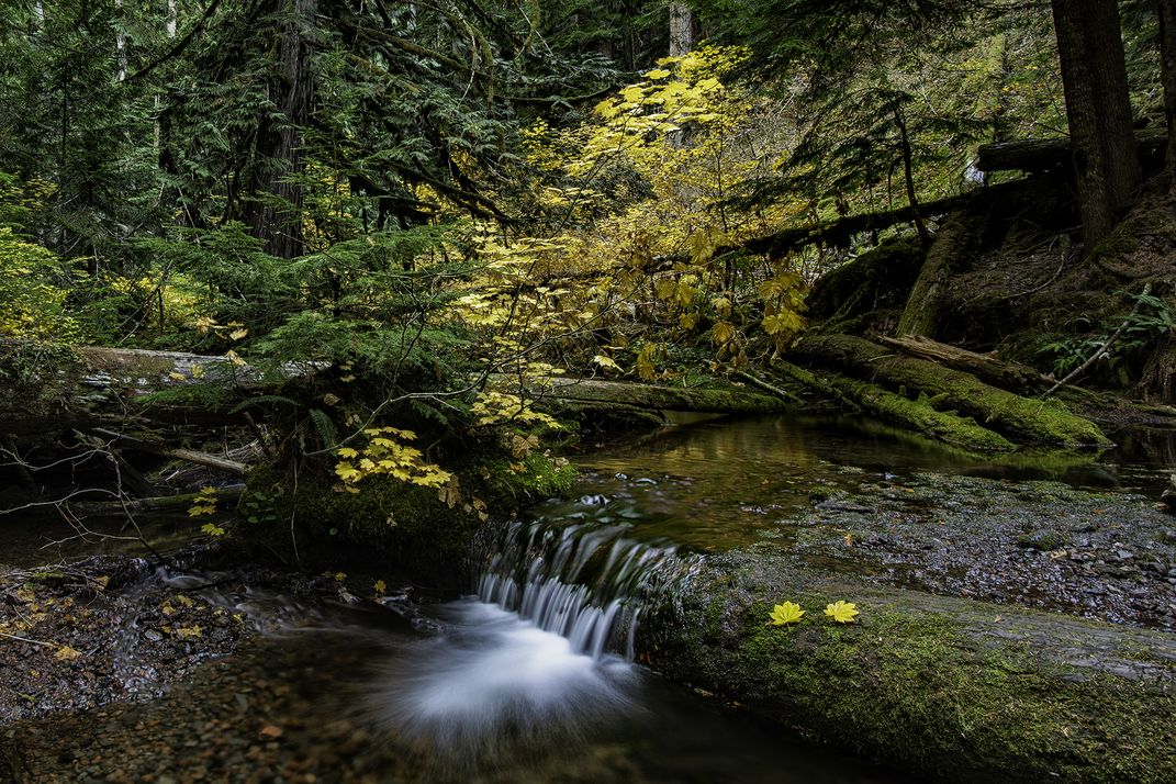 Autumn, Proxy River, Willamette National Forest, Oregon | Smithsonian