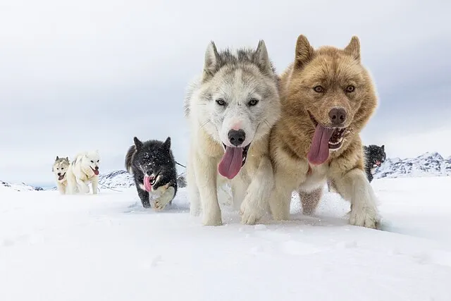 a group of dogs in the snow