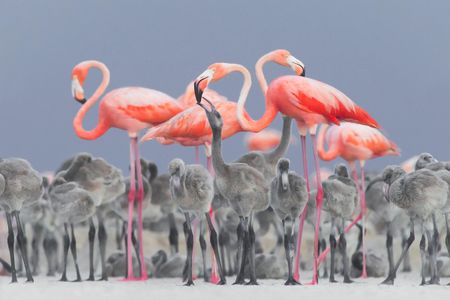 Vibrant pink flamingos feed their fluffy grey chicks in Rio Lagartos, Mexico. This image was the winner for the Best Portrait category.