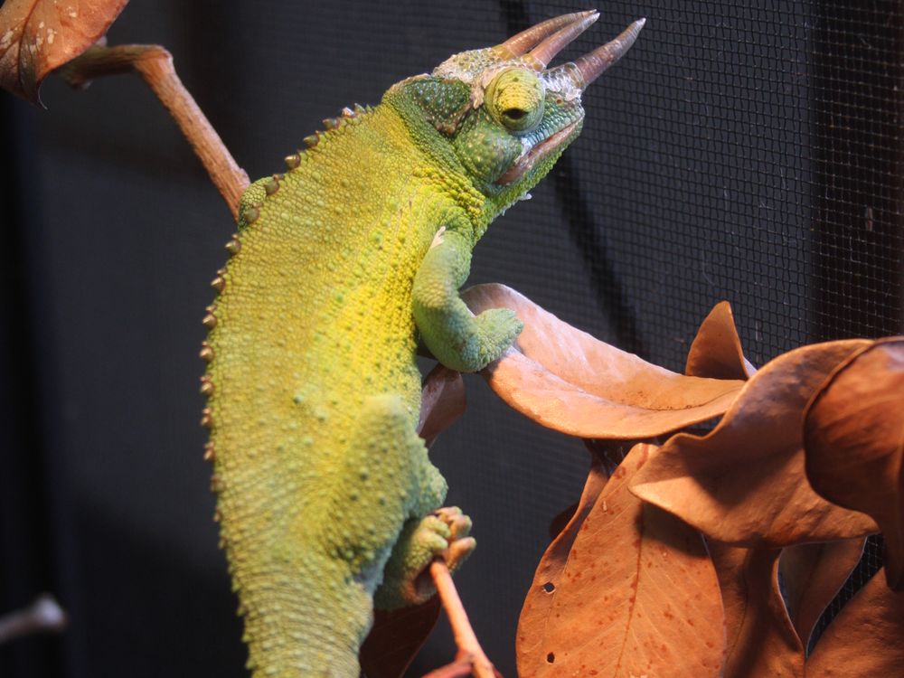Jackson Cameleon Smithsonian Photo Contest Smithsonian Magazine