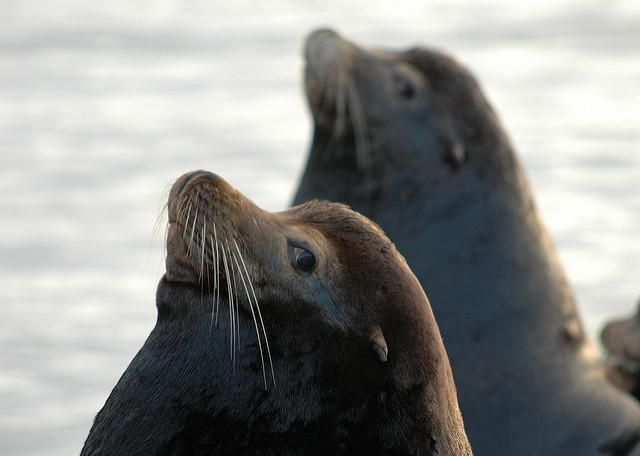 Sea Lions