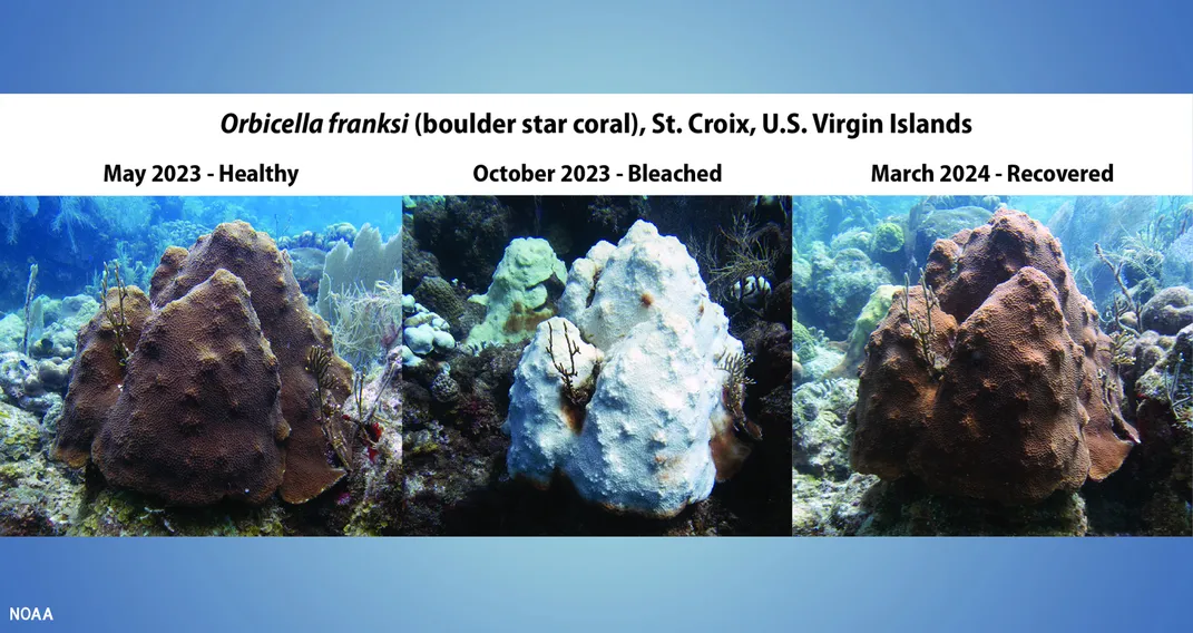 an infographic showing a coral going from healthy to bleached to recovered