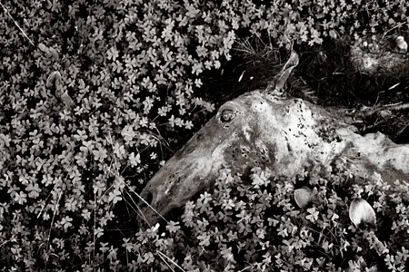 From Badlands, by Tomeu Coll, 2005-6.