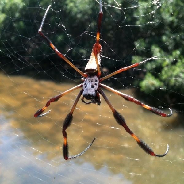 A Banana Spider Minus One Leg In Its Water Front Web On The Weedon