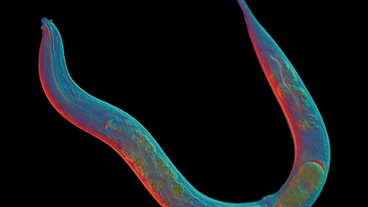 This Worm Hasn't Had Sex in 18 Million Years