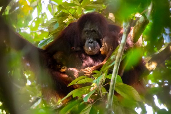 Orangutan Twins thumbnail
