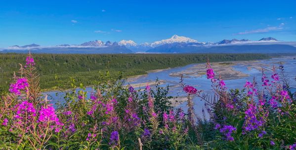 Denali with Iconic fireweed flowers thumbnail