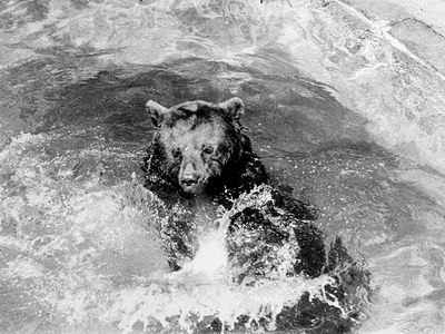 The original Smokey Bear, playing in his pool at the National Zoo, sometime during the 1950s.