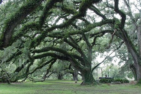 The Dueling Oaks in New Orleans' City Park
