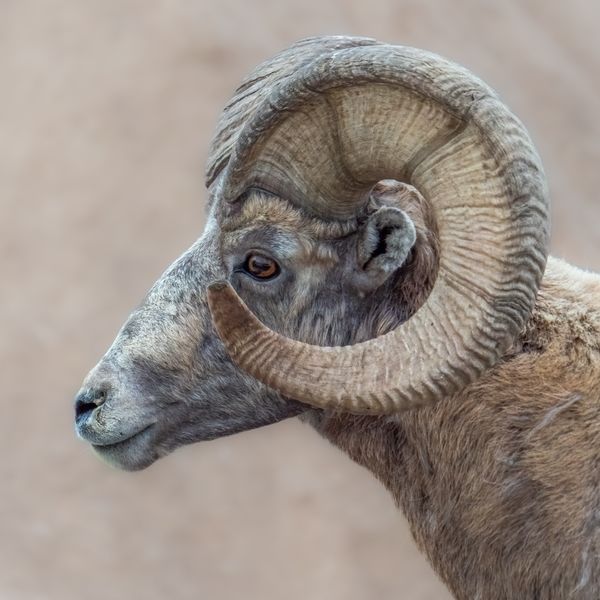 Portrait of a big-horned sheep thumbnail