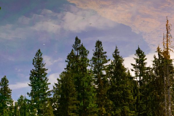 Tree reflection on a lake thumbnail