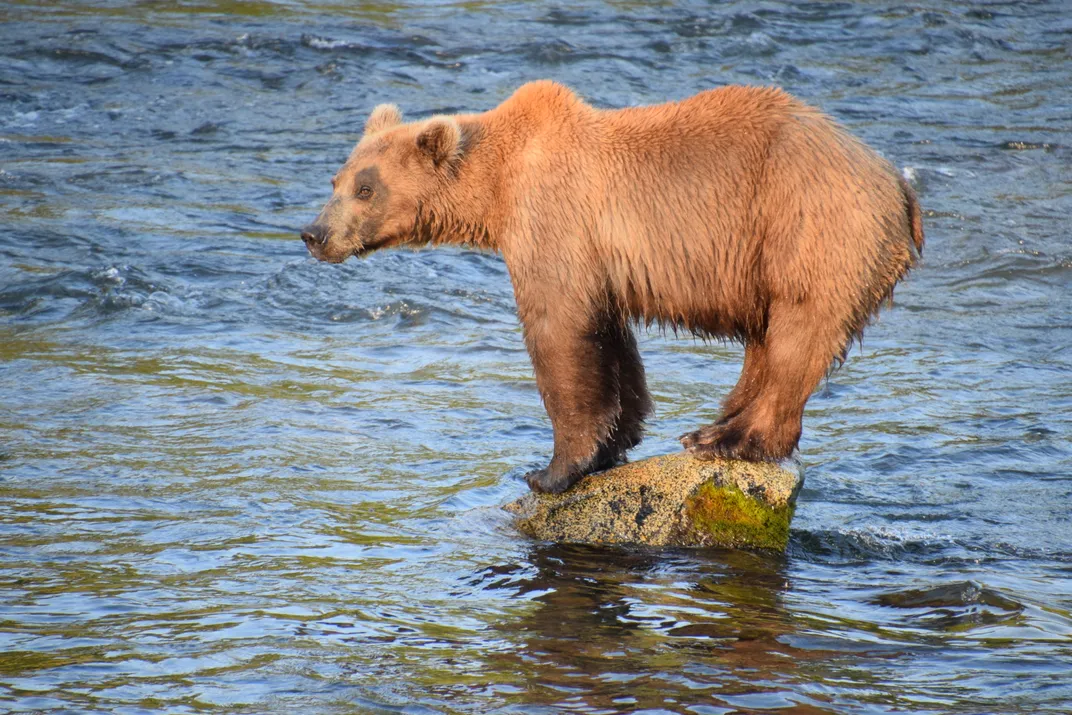 A skinner bear 901 stands on a rock in the water