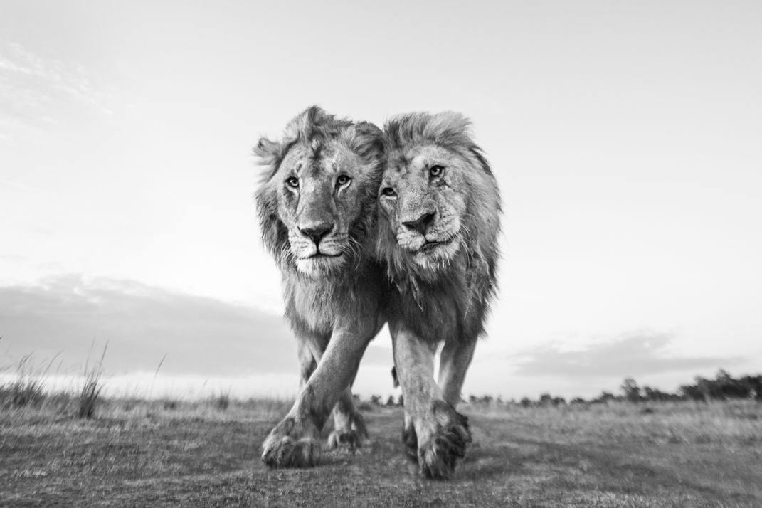 two lions lean into each other as they walk