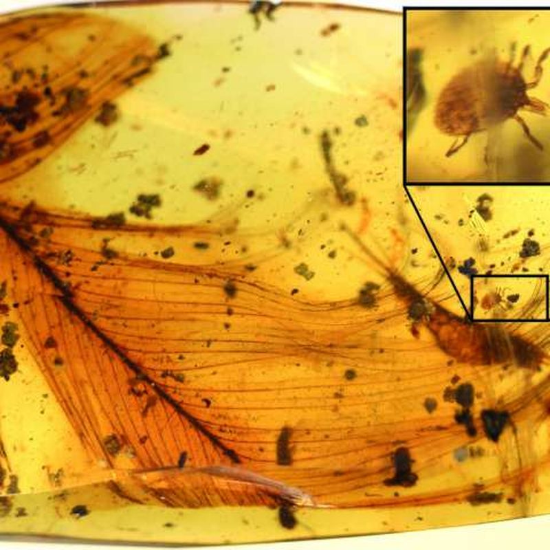 99-Million-Year-Old Tick That Feasted on Dino Blood Found Trapped