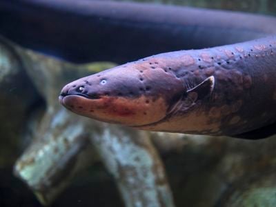 Electric eels can discharge up to 860 volts of electricity.