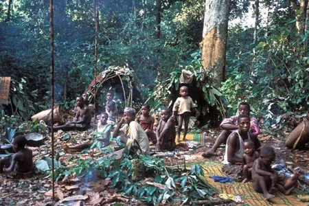 Equatorial Africa's rain forests have sustained Pygmies for millennia.  Now other peoples are competing for the forests' resources, displacing the Pygmies.
