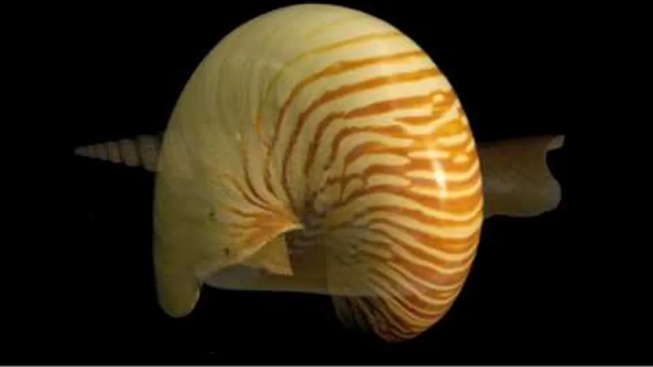 Preview thumbnail for The Magnificent Shells of the Smithsonian