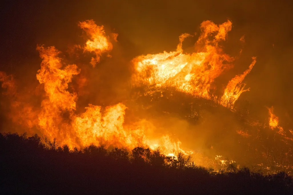 On a forested hillside, tall flames from the fire engulf the trees. The forest looks black, and only the silhouettes of the trees are visible against the bright orange flames. 