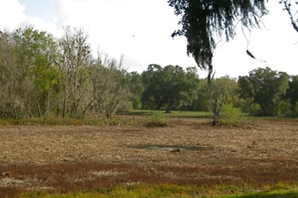 A nearly dry horseshoe lake at Brazos Bend State Park, Texas