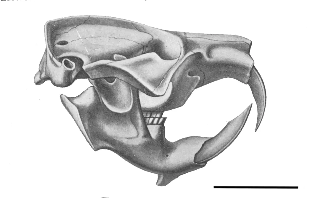 drawing of extinct beaver Palaeocaster