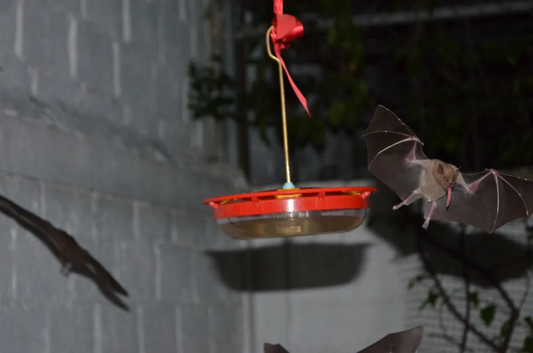 a bat with a long tongue flies near a red hummingbird feeder