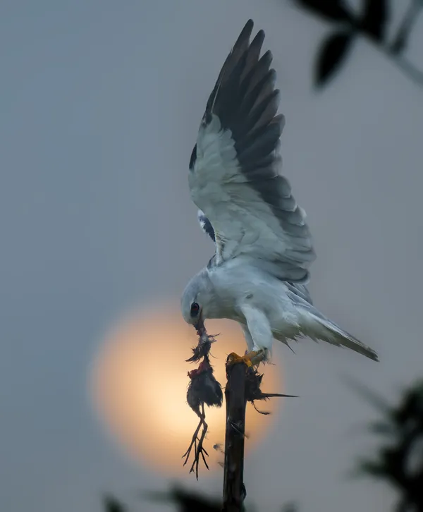 Prey and predator thumbnail