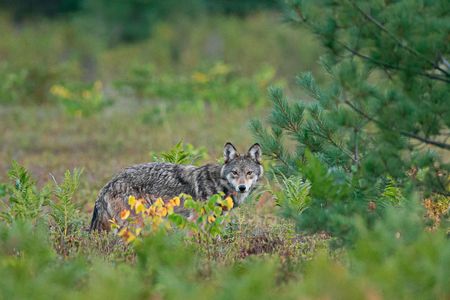 An eastern wolf in Ontario's Algonquin Provincial Park.